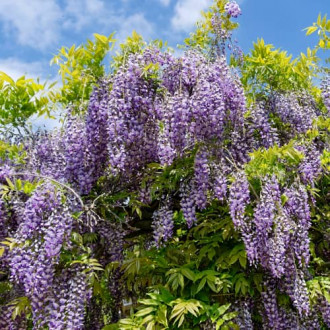 Wisteria macrostachya Blue Moon, С2 изображение 1