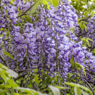 Wisteria sinensis Amethyst, С2 изображение 3