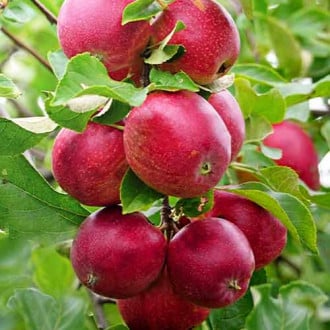Ябълка (columnar) Red Shar изображение 6