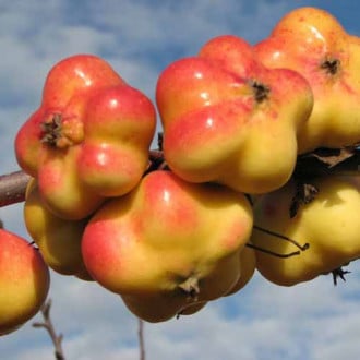 Ябълка Apistar изображение 1