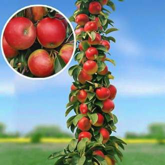 Ябълка колона Arbat изображение 6