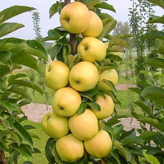 Ябълка колона Bolero изображение 5