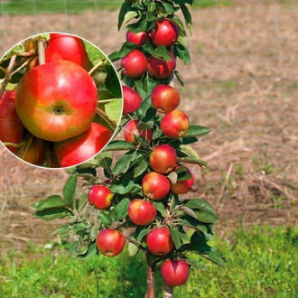 Ябълка колона Vesna изображение 1