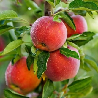 Ябълка Royal Helen изображение 4