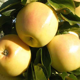 Ябълка Skeena изображение 5