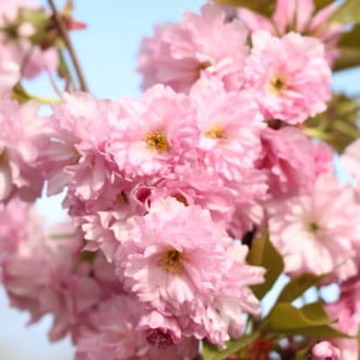Японска вишна Pink Perfection изображение 5