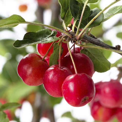 Цъфтящо ябълково дърво Red Sentinel, С5 изображение 2 артикул 7724