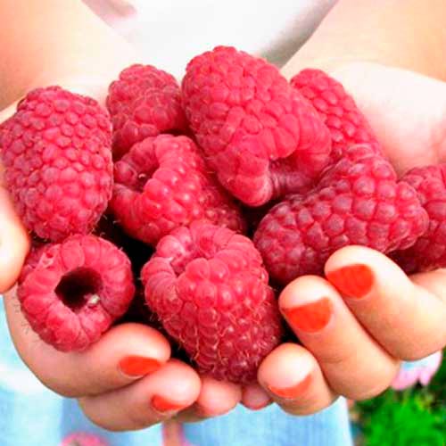 Малина ремонтантна Cascade Delight изображение 1 артикул 7530