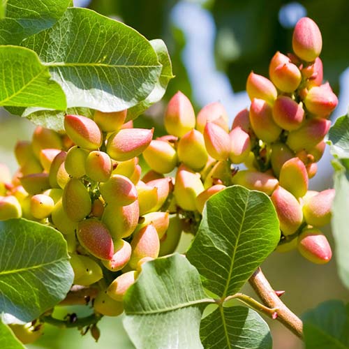 Шамфъстък Pontekes, С2 изображение 1 артикул 6942