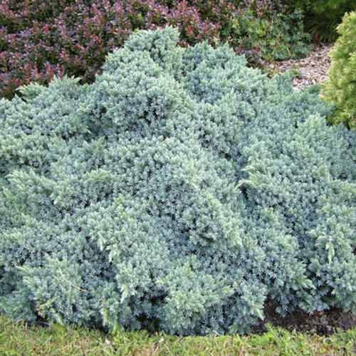 Хвойна Blue Star артикул фото 1 Хвойна Blue Star изображение 1 артикул 4966