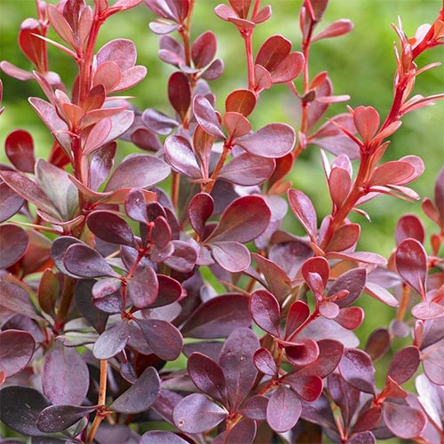 Берберис Dart's Red Lady, P9 артикул фото 1 Берберис Dart's Red Lady, P9 изображение 1 артикул 9001
