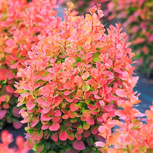 Берберис Red Chief, P9 артикул фото 1 Берберис Red Chief, P9 изображение 1 артикул 9002