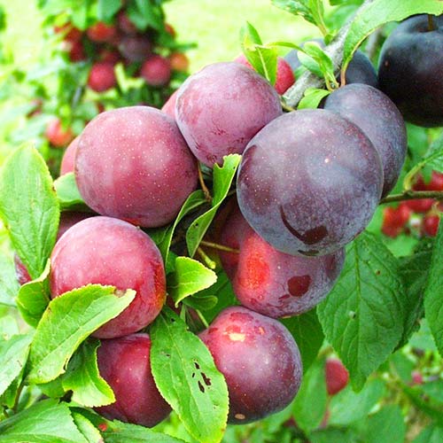 Слива Ruby Crunch артикул фото 1 Слива Ruby Crunch изображение 1 артикул 4312