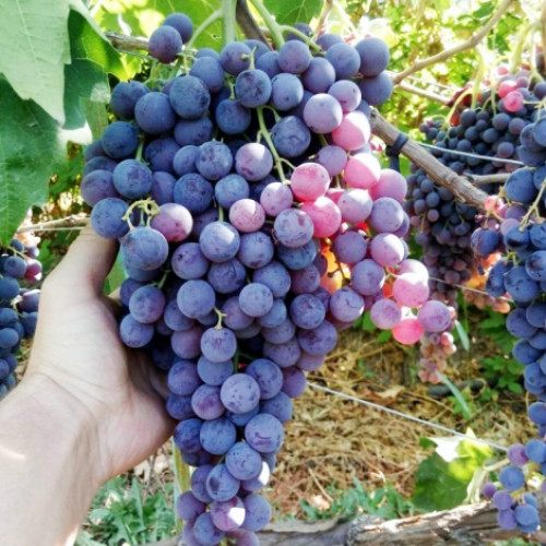 Лоза Moldavskij изображение 1 артикул 7337