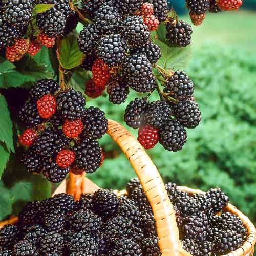 Малина Bristol изображение 1 артикул 7551