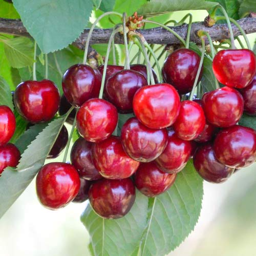 Череша Her Torra изображение 1 артикул 4278