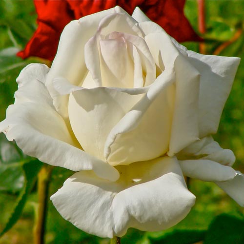 Роза чаен хибрид Mount Shasta изображение 1 артикул 2291