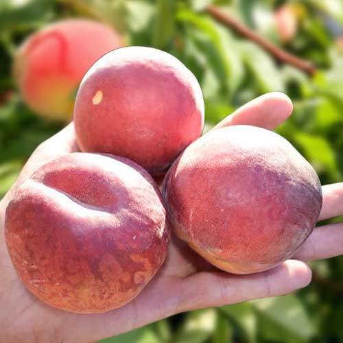 Праскова Paty изображение 1 артикул 4299