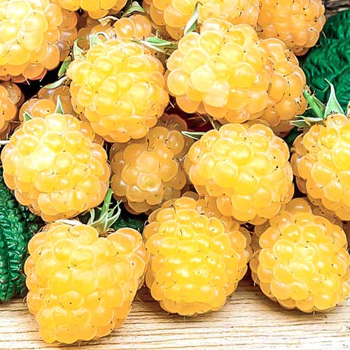 Малина Fall Gold изображение 1 артикул 7618