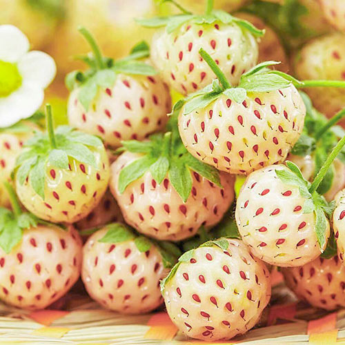 Ягода Бяла Pineberry изображение 1 артикул 9600