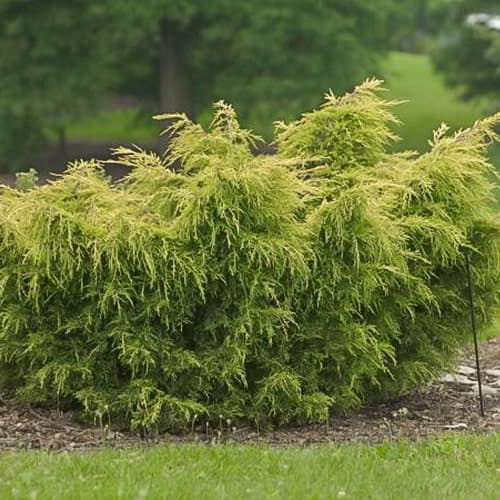 Хвойна Kuriwao Gold изображение 1 артикул 4962