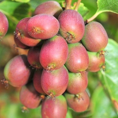 Актинидия Adam изображение 1 артикул 9241