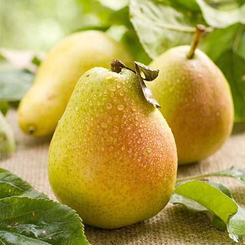 Круша Williams, С2 изображение 1 артикул 7938