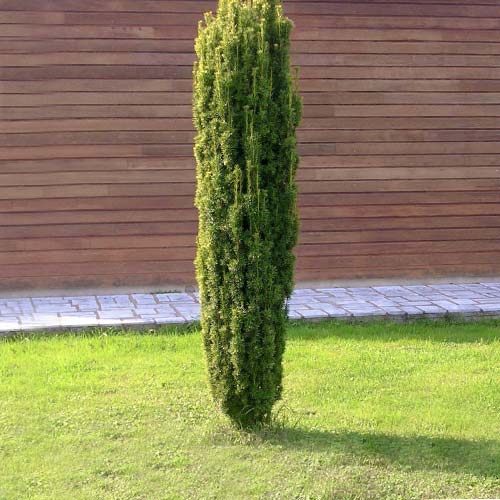 Тис Fastigiata Robusta изображение 1 артикул 9411