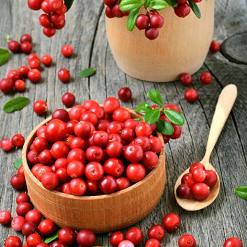 Боровинка червена Koralle изображение 2 артикул 9207