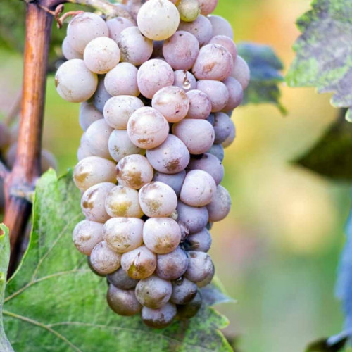 Лоза Hibernal изображение 1 артикул 6961