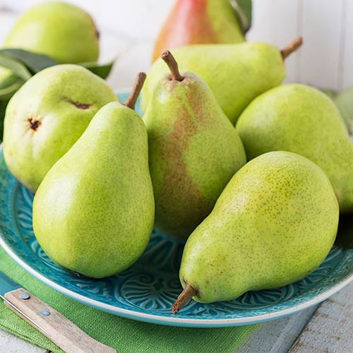 Круша Passe Crassane артикул фото 1 Круша Passe Crassane изображение 1 артикул 4307