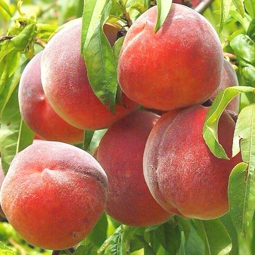 Праскова Royal Summer, С2 изображение 1 артикул 6940