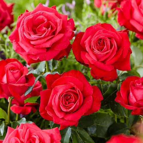 Роза чаен хибрид Dama de Coure изображение 1 артикул 2267