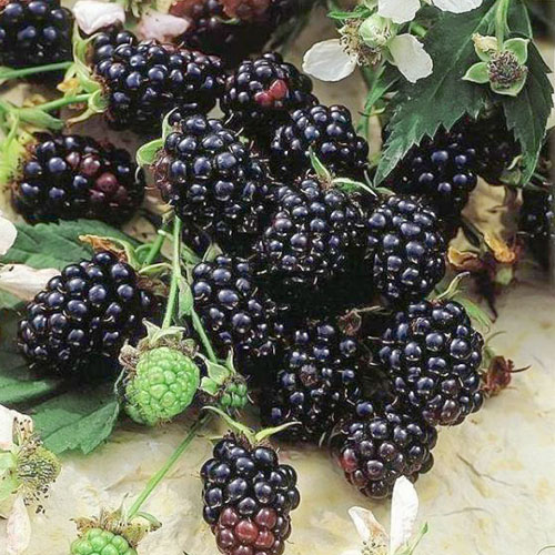 Къпина Evergreen изображение 1 артикул 7048