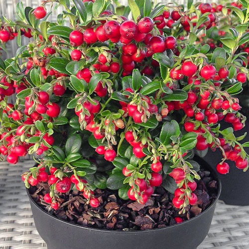 Клюква (червена боровинка) Stevens изображение 1 артикул 9236