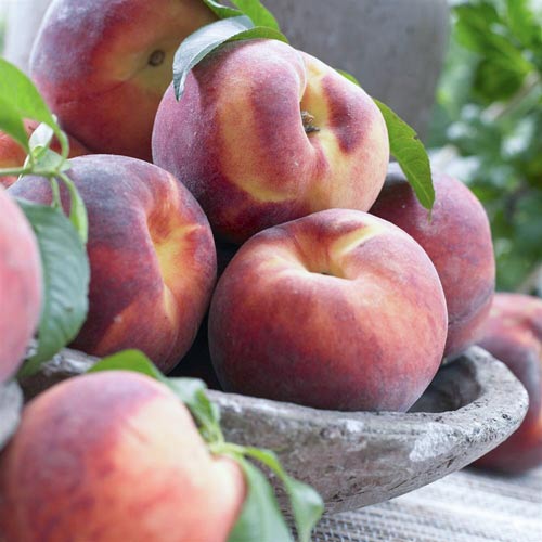 Праскова Haly Gali, С2 изображение 1 артикул 7992