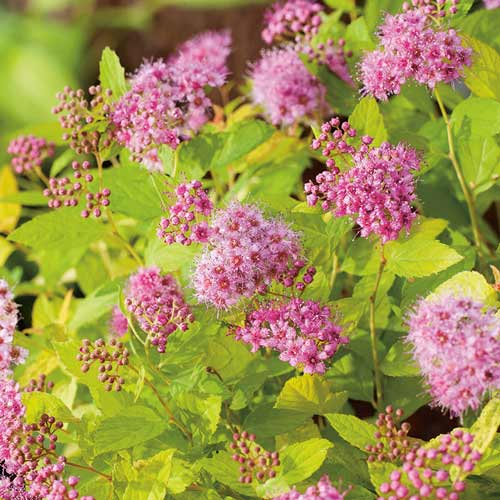 Спирея японска Golden Princess изображение 1 артикул 9549