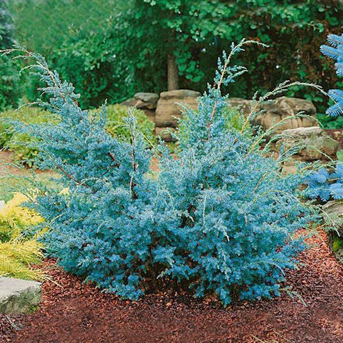 Хвойна Blue Alps изображение 1 артикул 9456