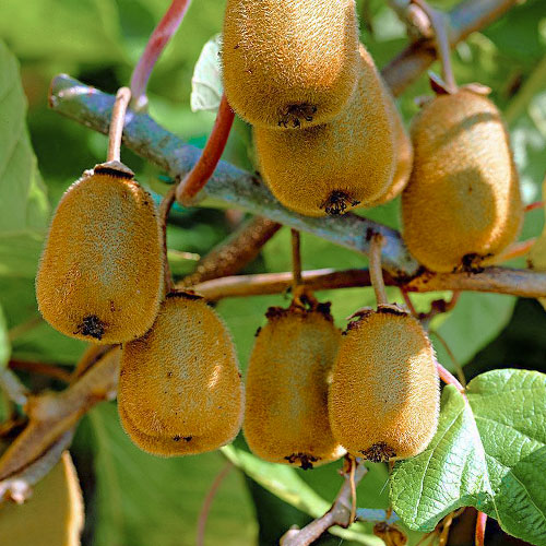 Мини киви (aктинидия) Dr Szymanowski артикул фото 1 Мини киви (aктинидия) Dr Szymanowski изображение 1 артикул 9314