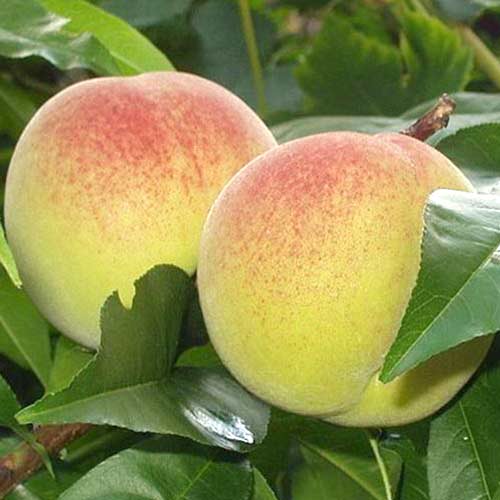 Праскова Green Khaterina артикул фото 1 Праскова Green Khaterina изображение 1 артикул 4294