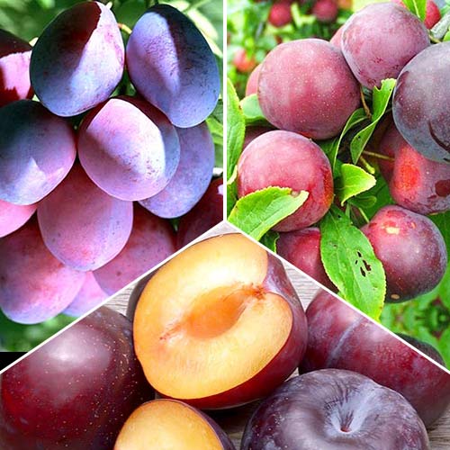 Супер предложения! Комплект сливи, 3 разсада артикул фото 1 Супер предложения! Комплект сливи, 3 разсада изображение 1 артикул 4315