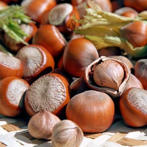 Лешник Jefferson изображение 1 артикул 6933