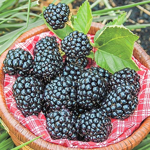 Къпина Arapaho изображение 1 артикул 7691