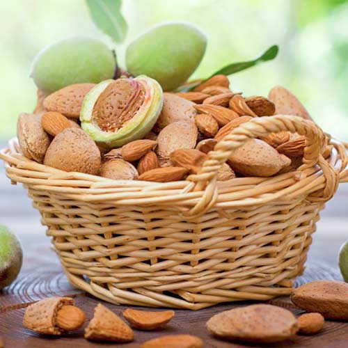 Бадем Self-fertile изображение 1 артикул 4274