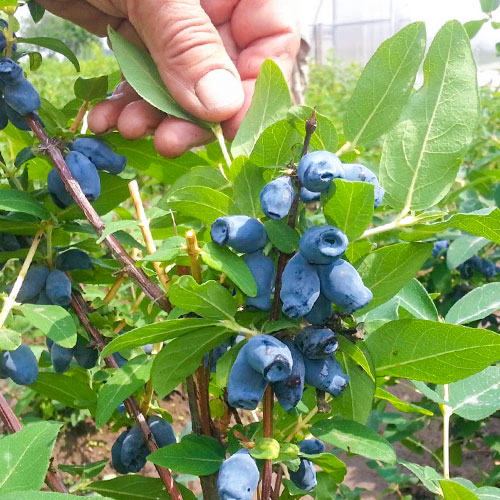 Орлов нокът ядлив Bakczarskaja артикул фото 1 Орлов нокът ядлив Bakczarskaja изображение 1 артикул 9304