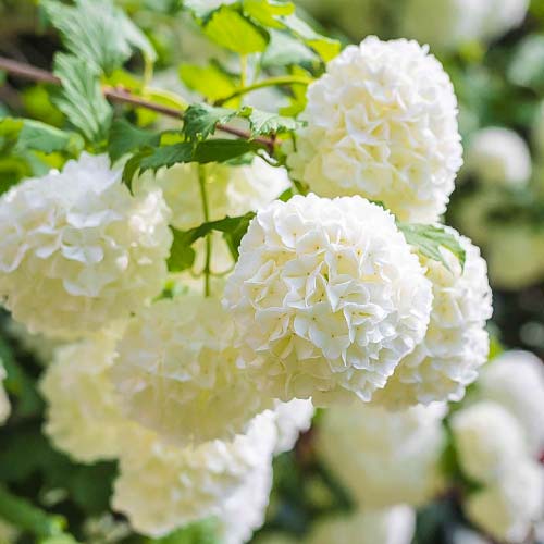 Калина Roseum, P9 артикул фото 1 Калина Roseum, P9 изображение 1 артикул 9048