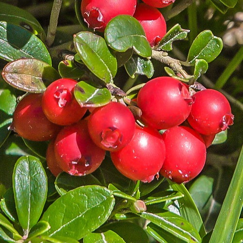 Клюква (червена боровинка) Early Black, P9 изображение 1 артикул 9235