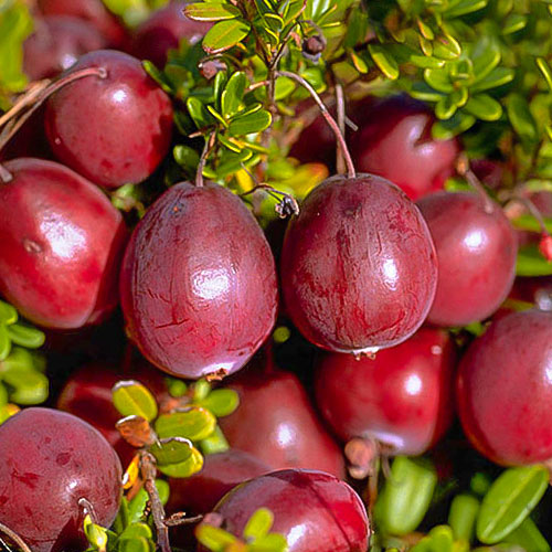 Клюква (червена боровинка) Ben Lear, P9 изображение 1 артикул 9234