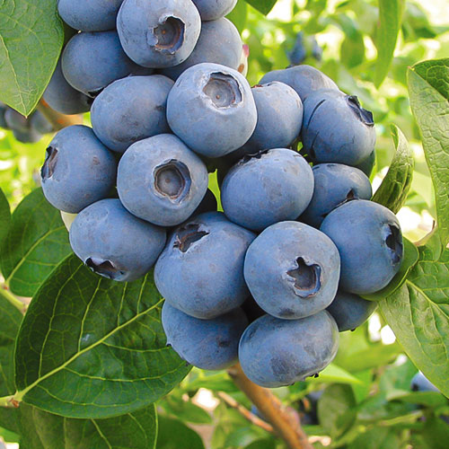 Боровинка синя Toro изображение 1 артикул 9298