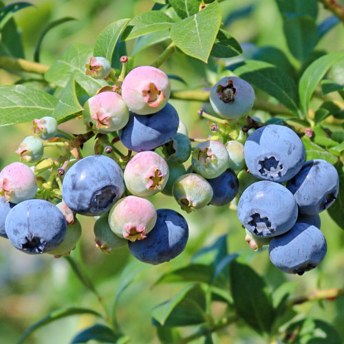 Боровинка синя Nelson изображение 1 артикул 9295